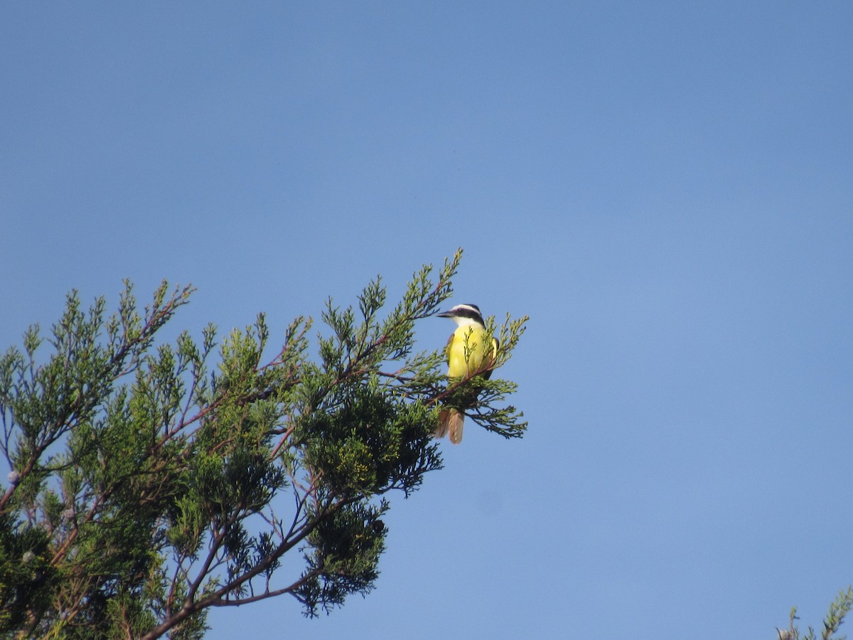 Great Kiskadee - Comite Local CBIMA