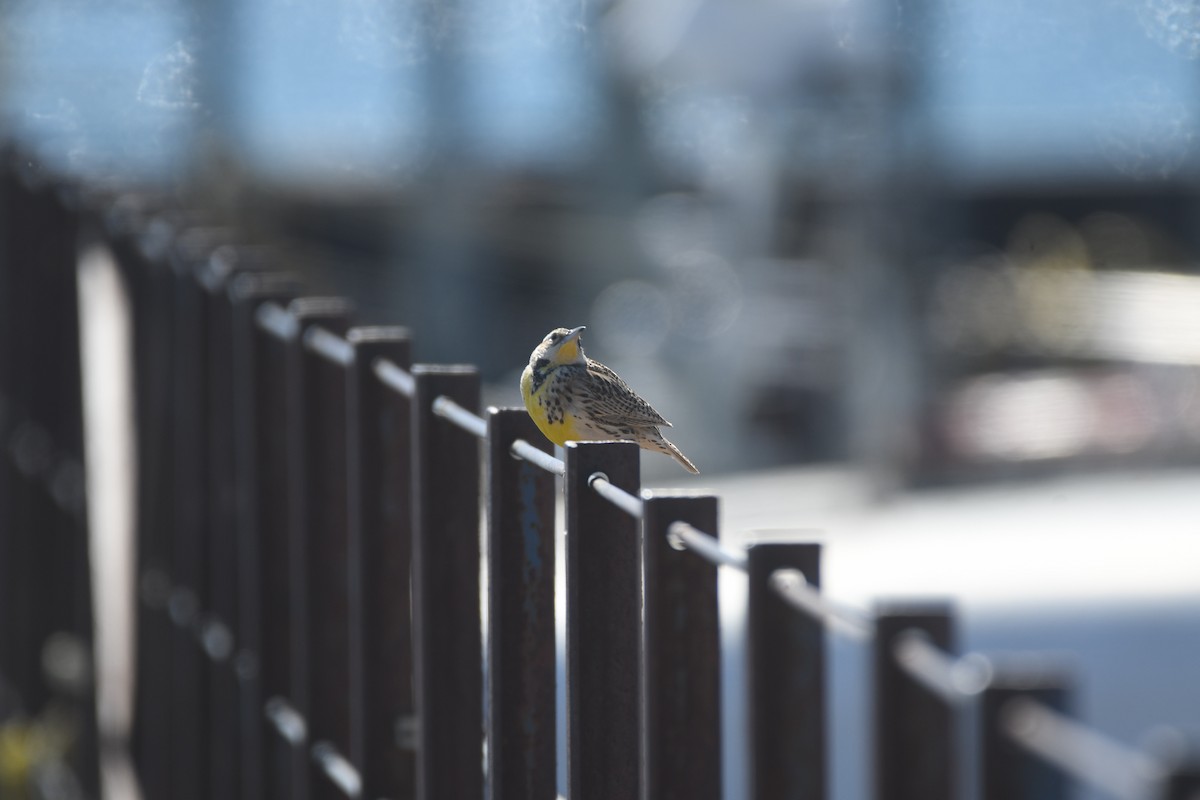 Western Meadowlark - Ryne Rutherford