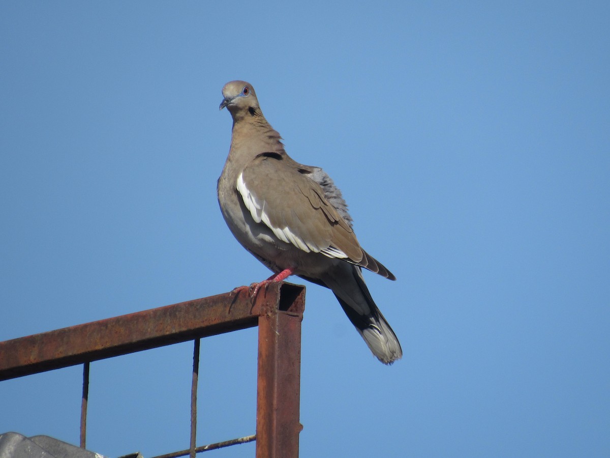 White-winged Dove - Comite Local CBIMA