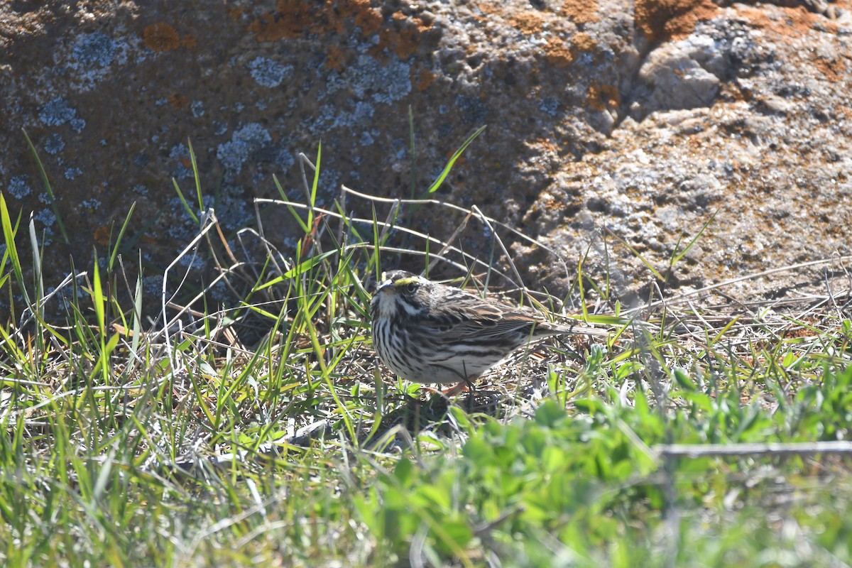 Savannah Sparrow - Ryne Rutherford