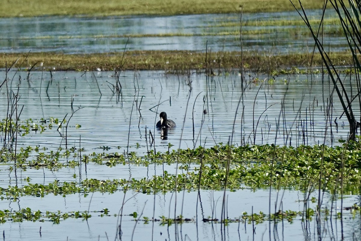 American Coot - Bob Greenleaf