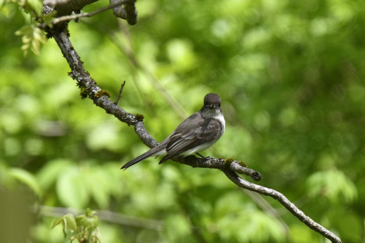 Eastern Phoebe - Kazumi Ohira