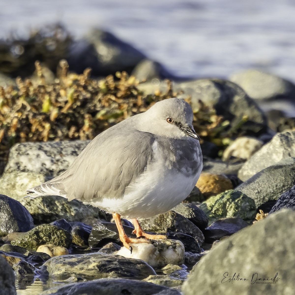 Magellanic Plover - ML618923144