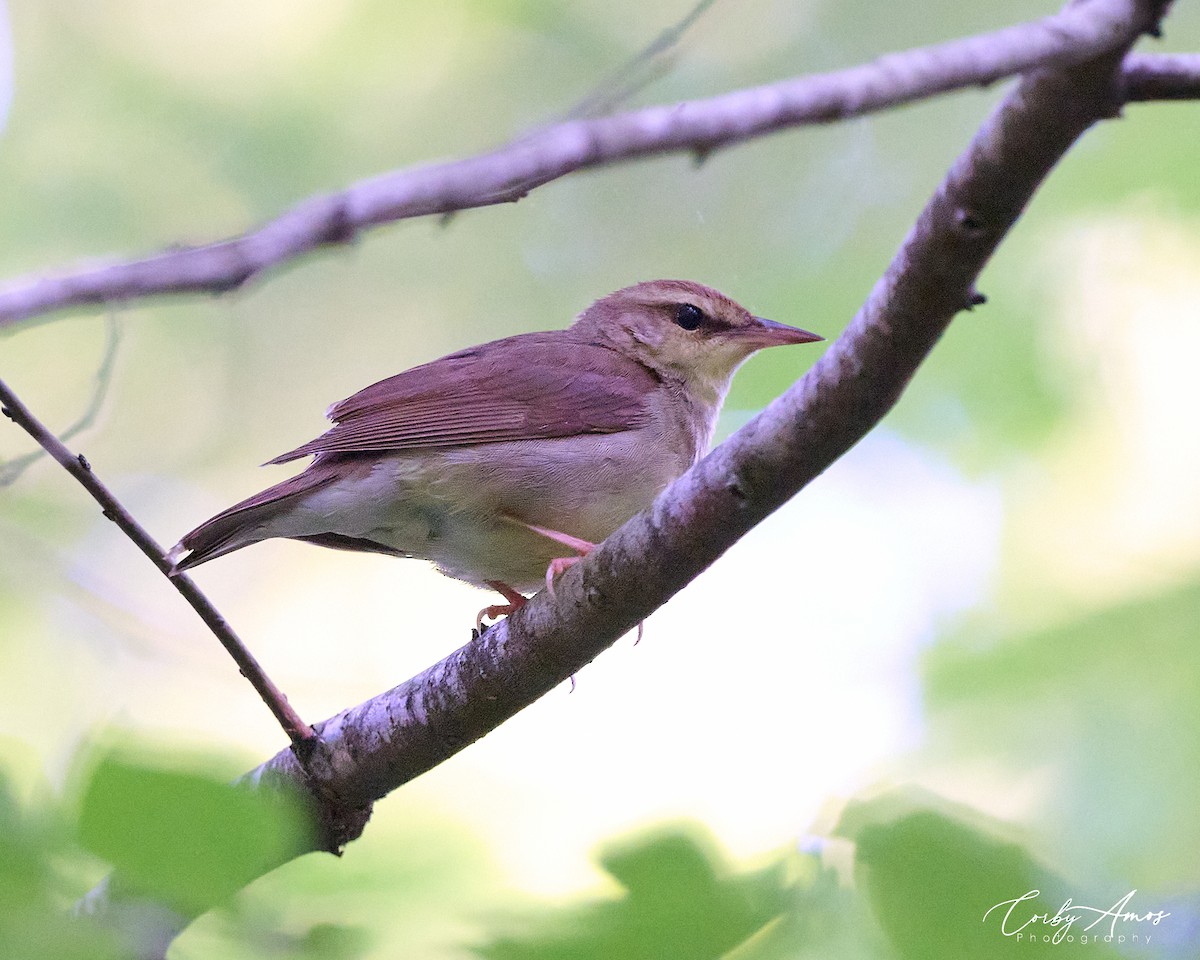 Swainson's Warbler - Corby Amos