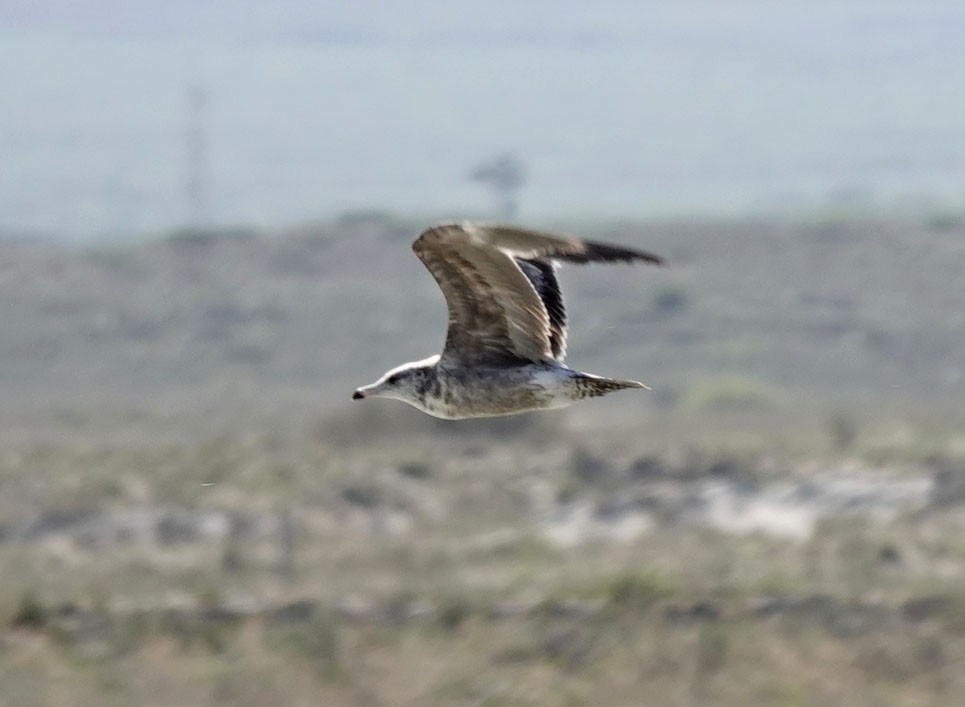 California Gull - ML618923158