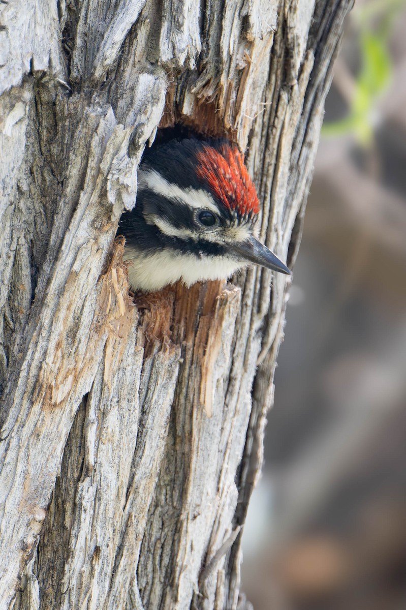 Nuttall's Woodpecker - Nancy Christensen