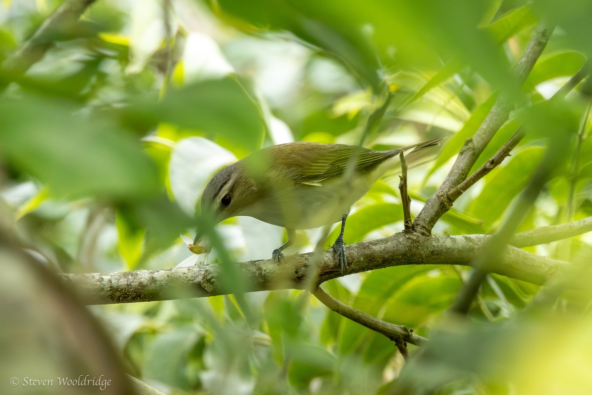 rødøyevireo - ML618923180