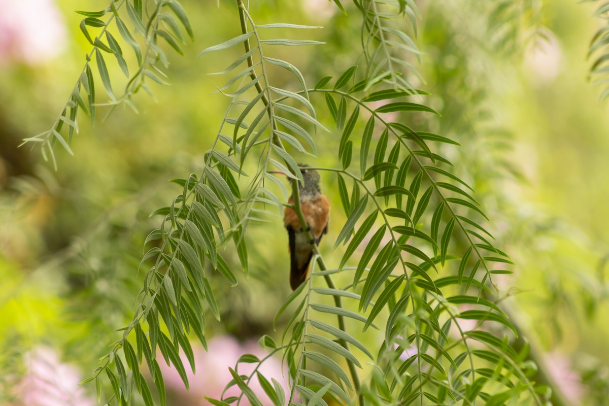 Amazilia Hummingbird - John Sihua Toribio