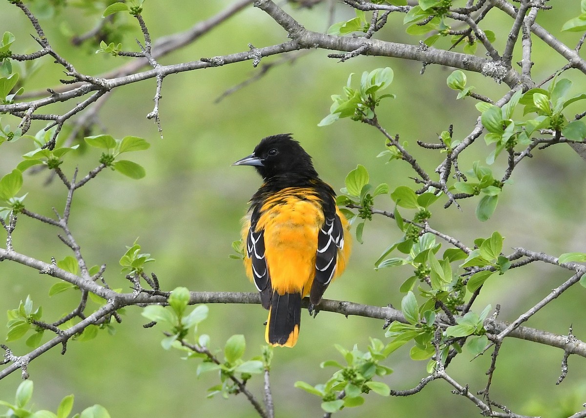 Baltimore Oriole - Gary Chapin