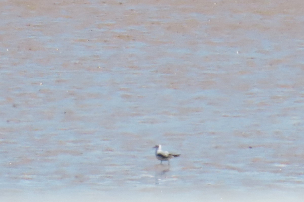 Bonaparte's Gull - ML618923240