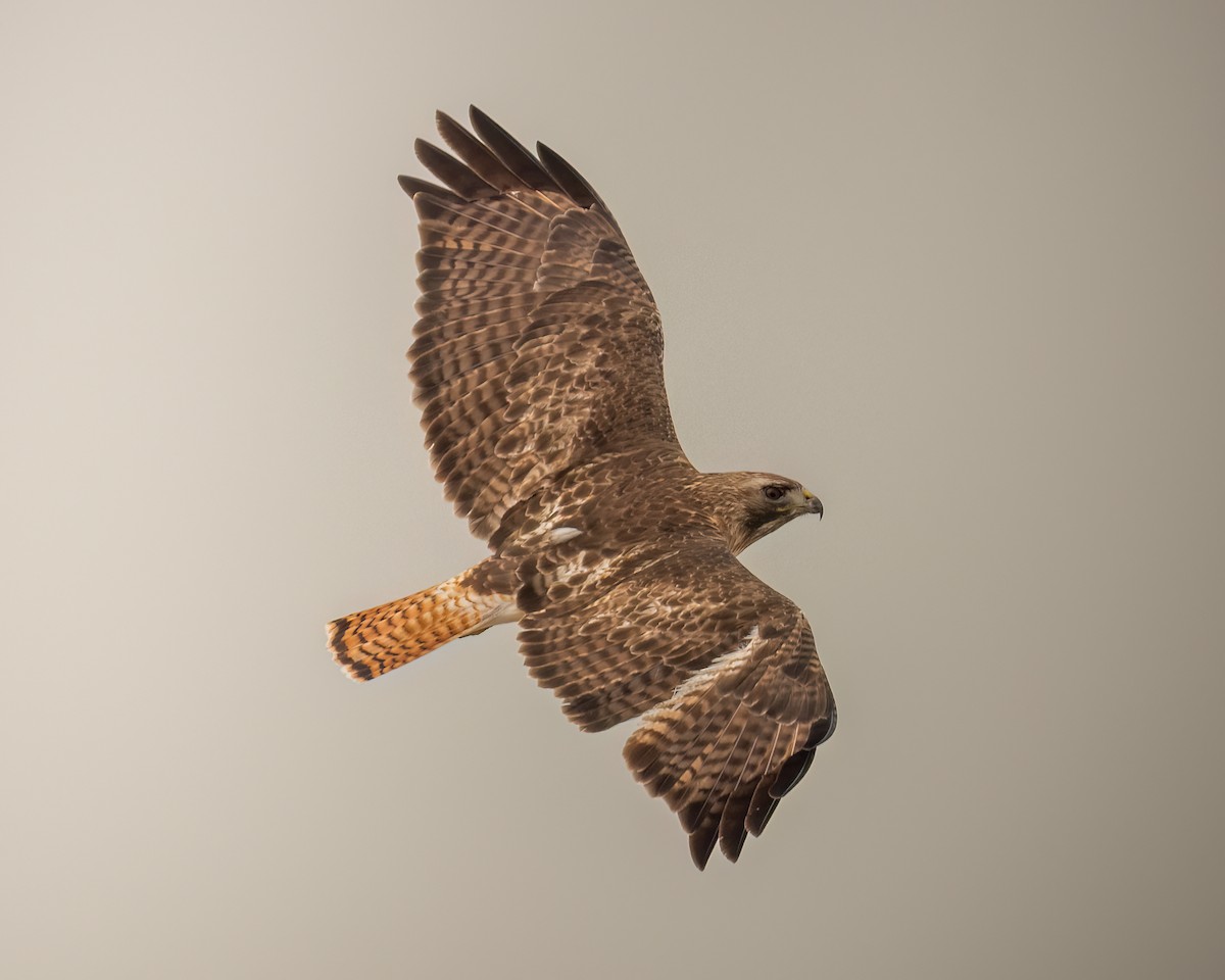 Red-tailed Hawk - ML618923241