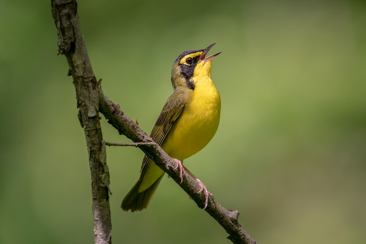 Kentucky Warbler - Rick Wilhoit