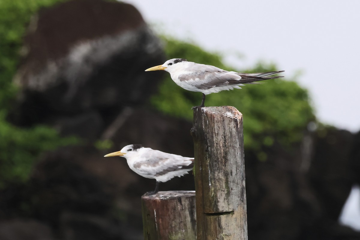 Great Crested Tern - ML618923285