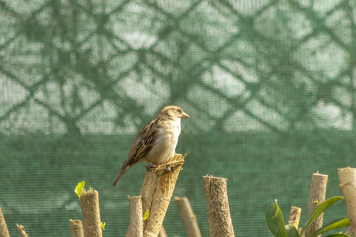 House Sparrow - John Sihua Toribio