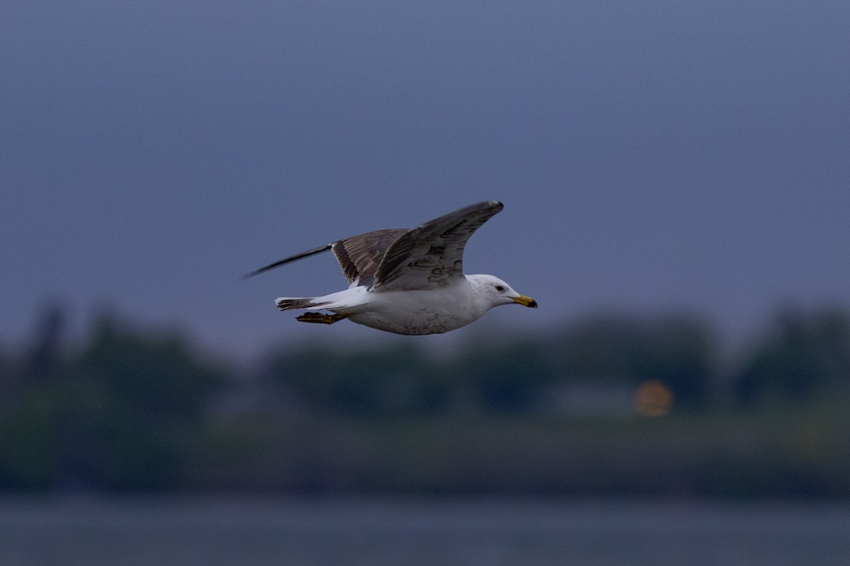 Lesser Black-backed Gull - Adam Farid