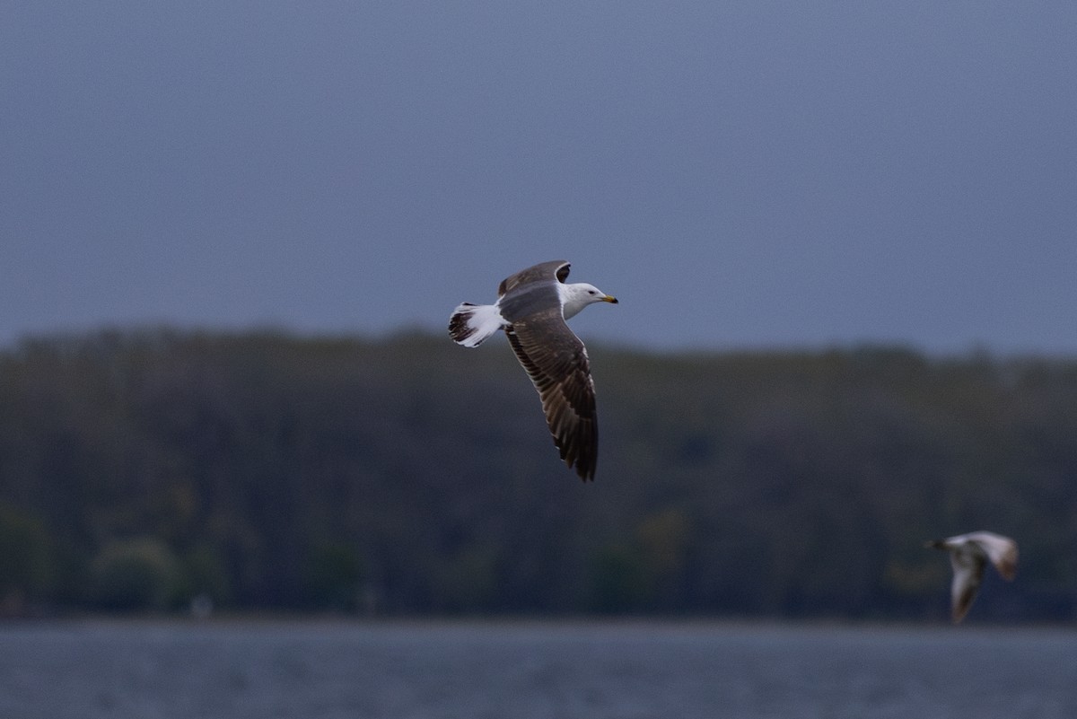 Lesser Black-backed Gull - Adam Farid