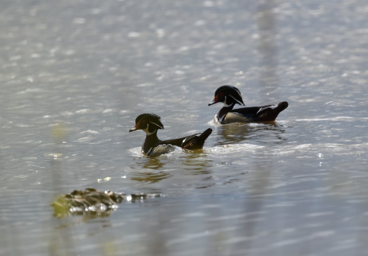 Wood Duck - FELIX-MARIE AFFA'A