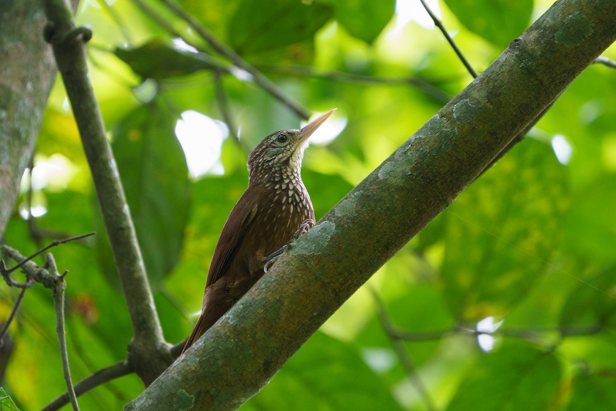 Streak-headed Woodcreeper - ML618923338