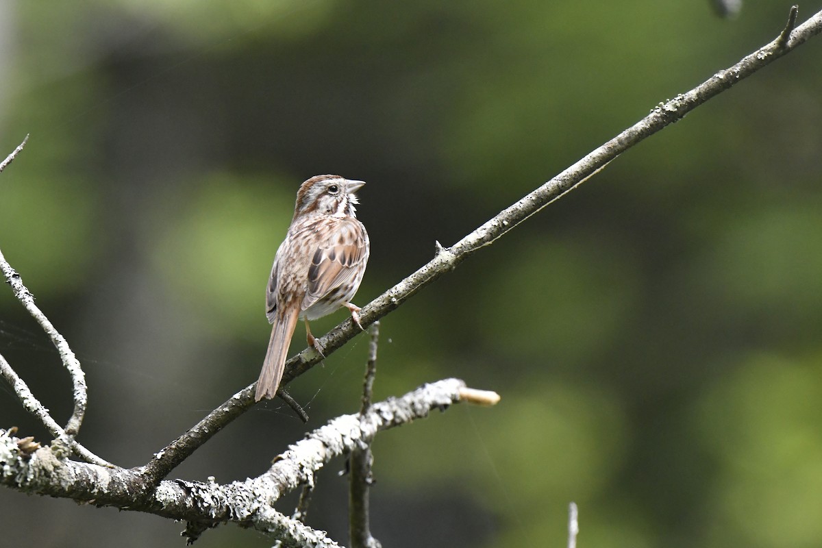 Song Sparrow - Kazumi Ohira