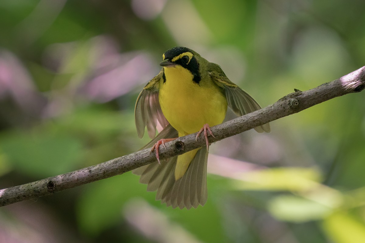 Kentucky Warbler - Rick Wilhoit