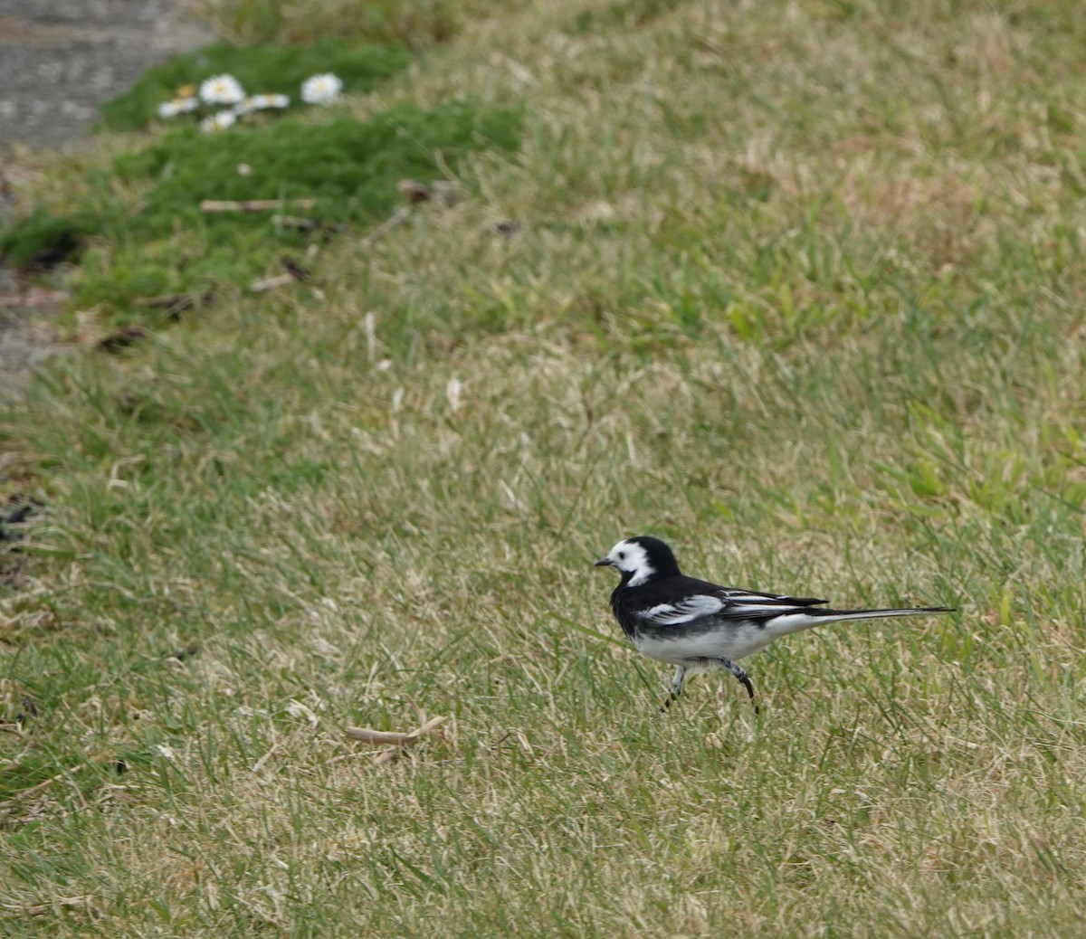 White Wagtail - Nancy Henke