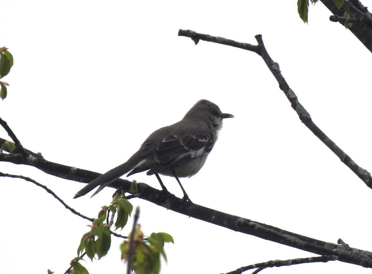 Northern Mockingbird - ML618923362