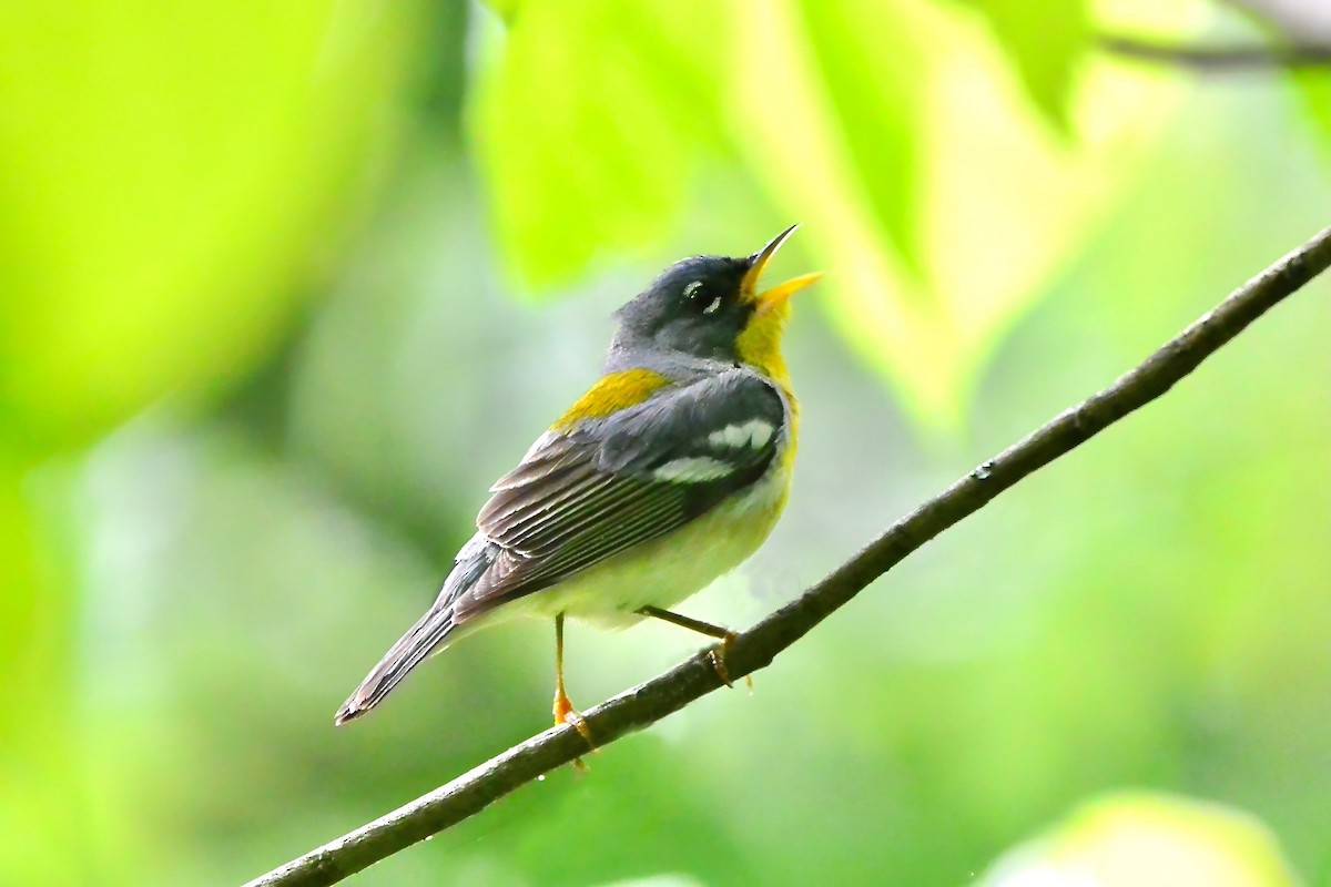 Northern Parula - Seth Honig