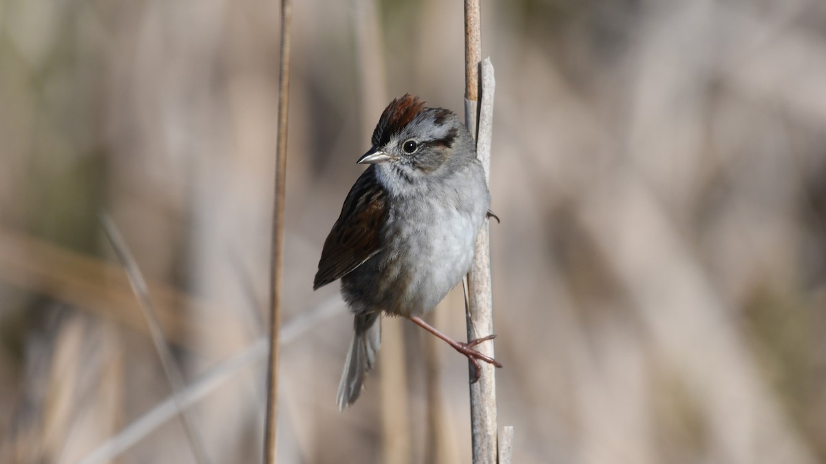 Swamp Sparrow - Marc Poirier