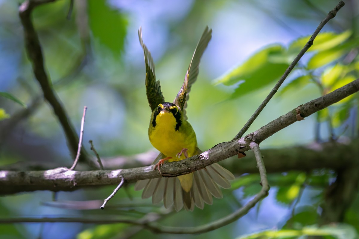 Kentucky Warbler - Rick Wilhoit