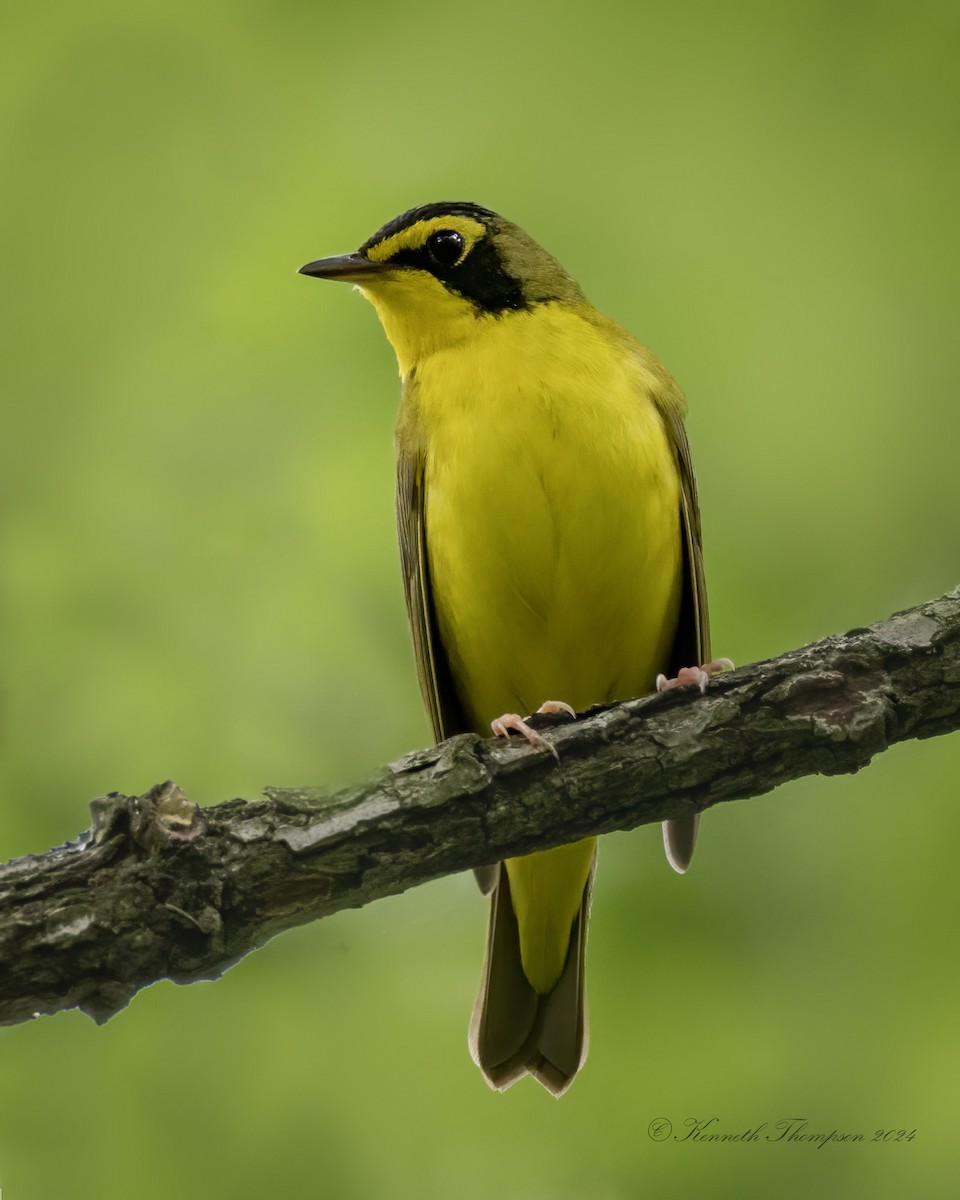 Kentucky Warbler - Kenneth  Thompson