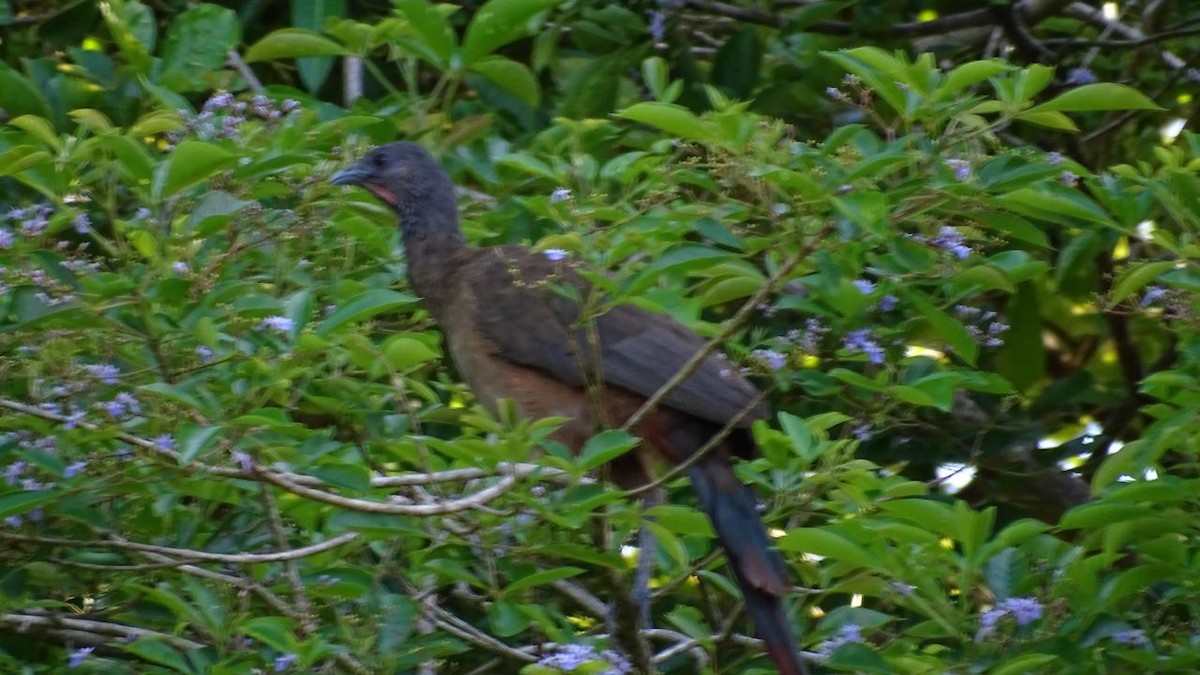 Rufous-vented Chachalaca - ML618923394