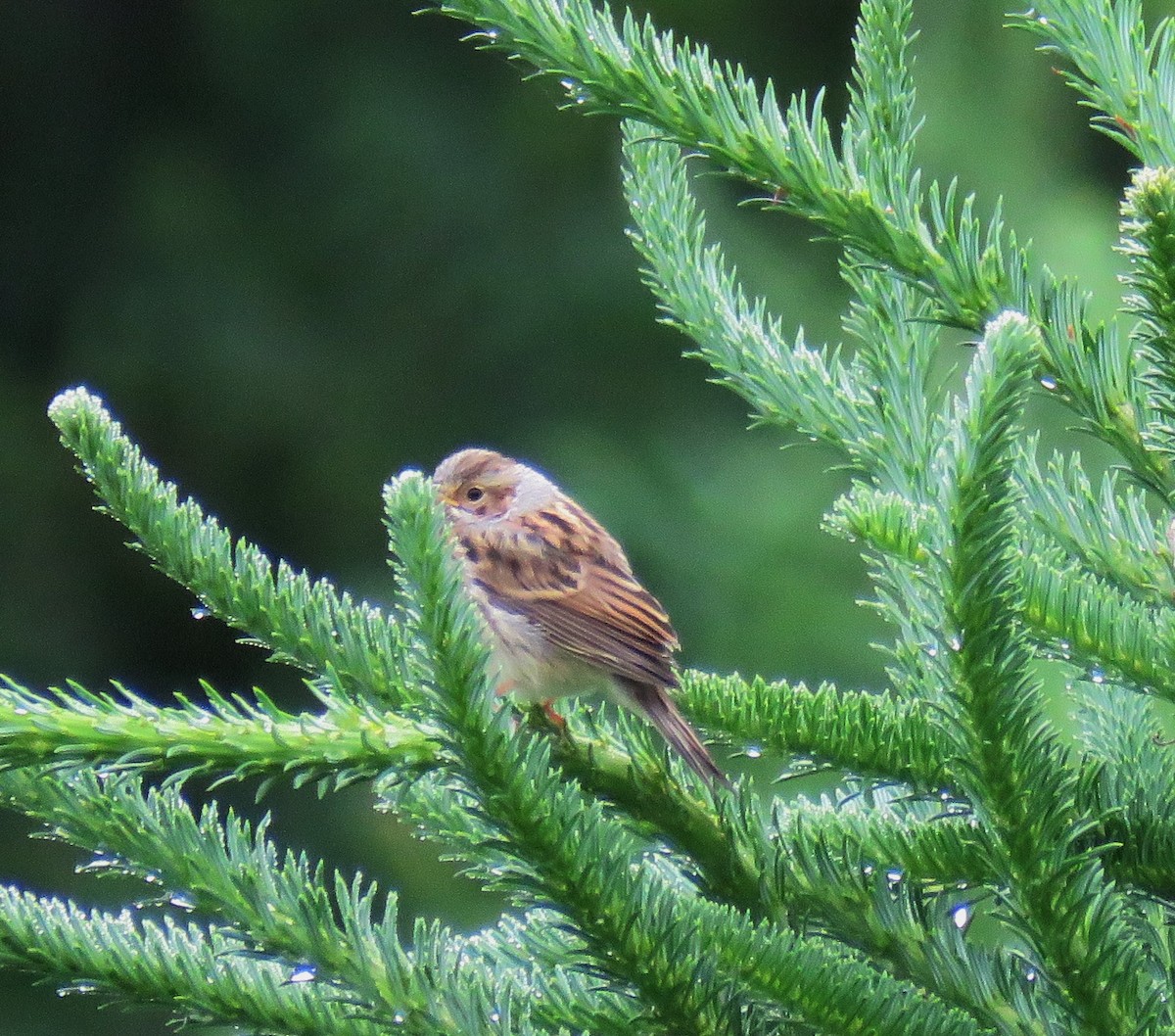 Clay-colored Sparrow - ML61892341