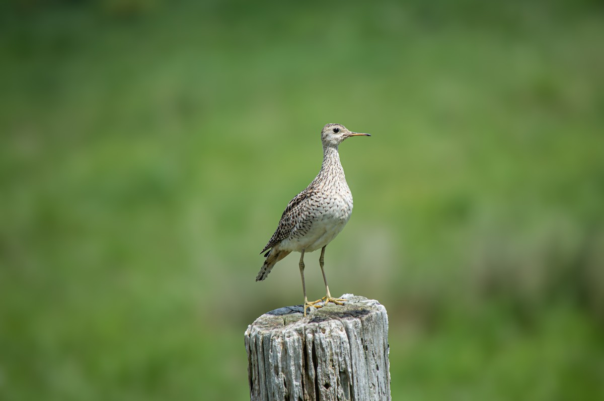 Upland Sandpiper - ML618923426