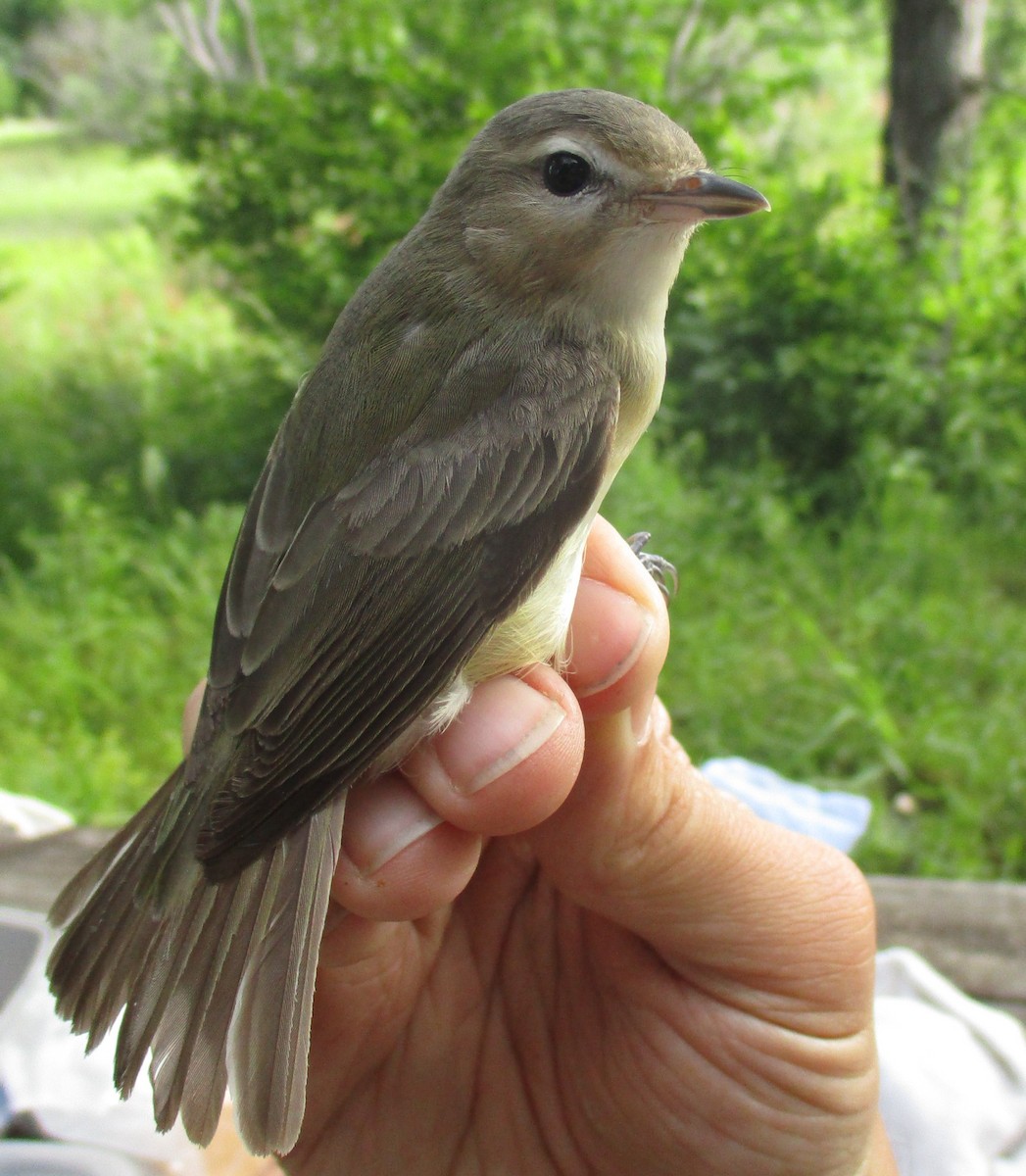 Warbling Vireo - Blaine Carnes