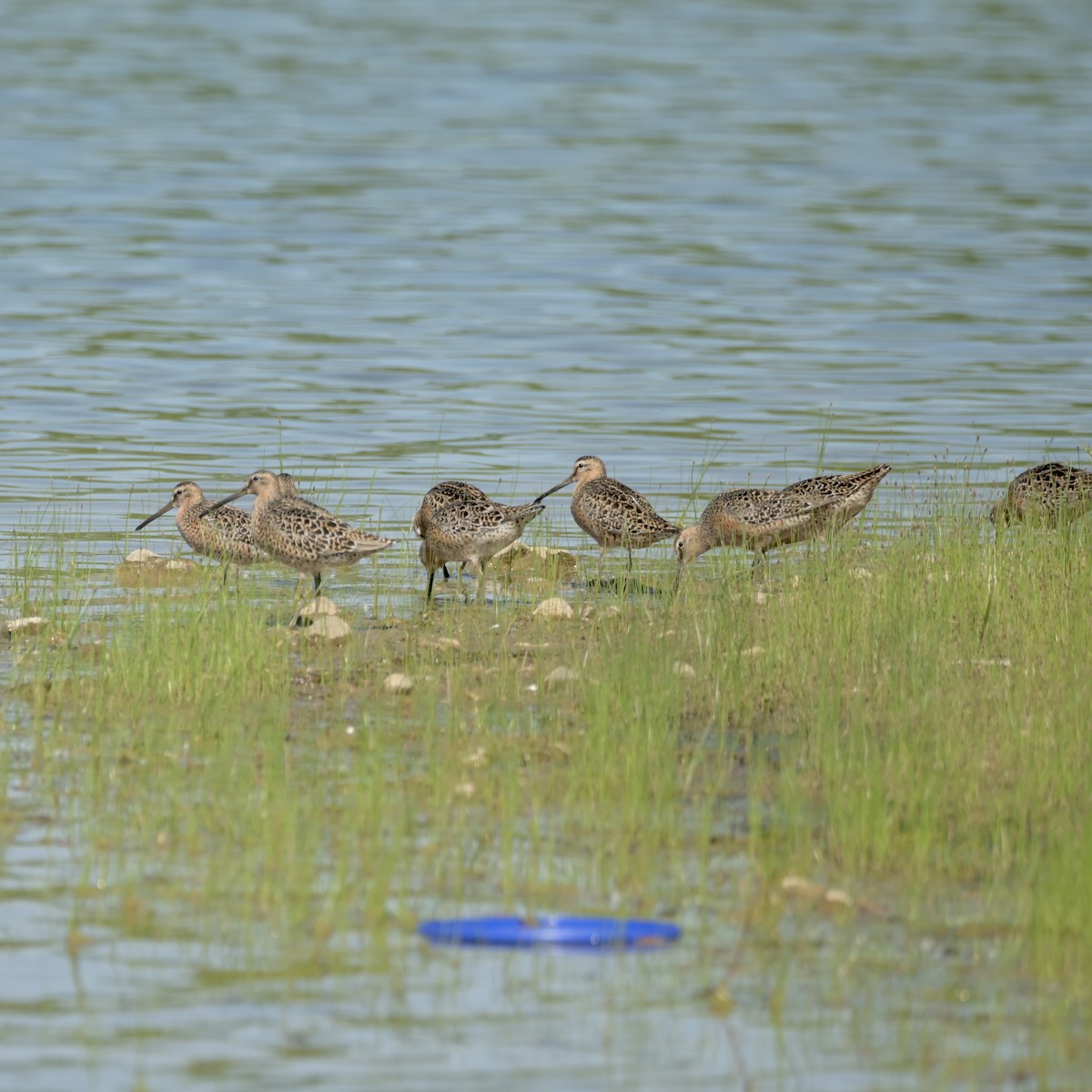 Short-billed Dowitcher - Justin Riley