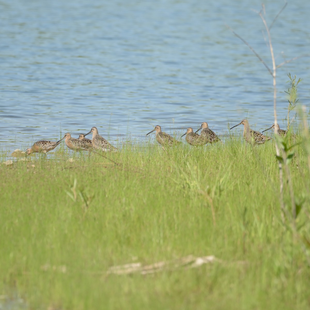 Short-billed Dowitcher - Justin Riley