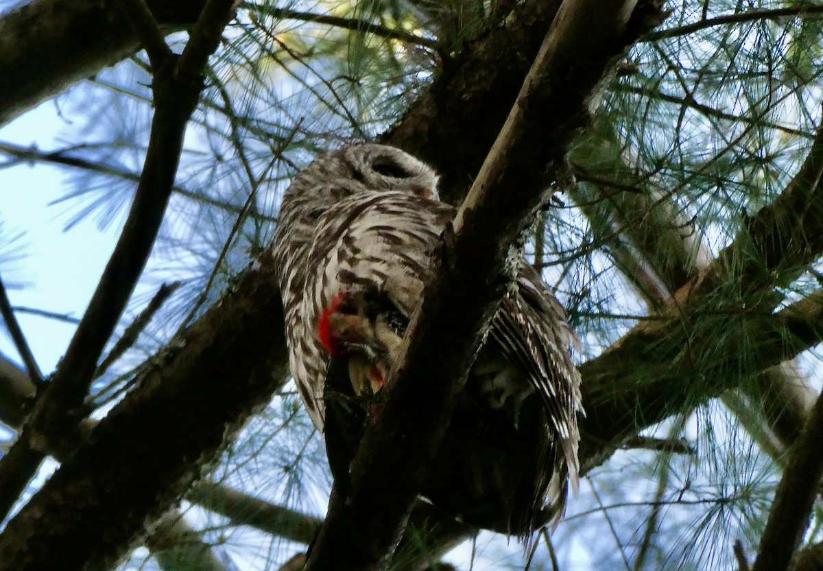 Barred Owl - ML618923477