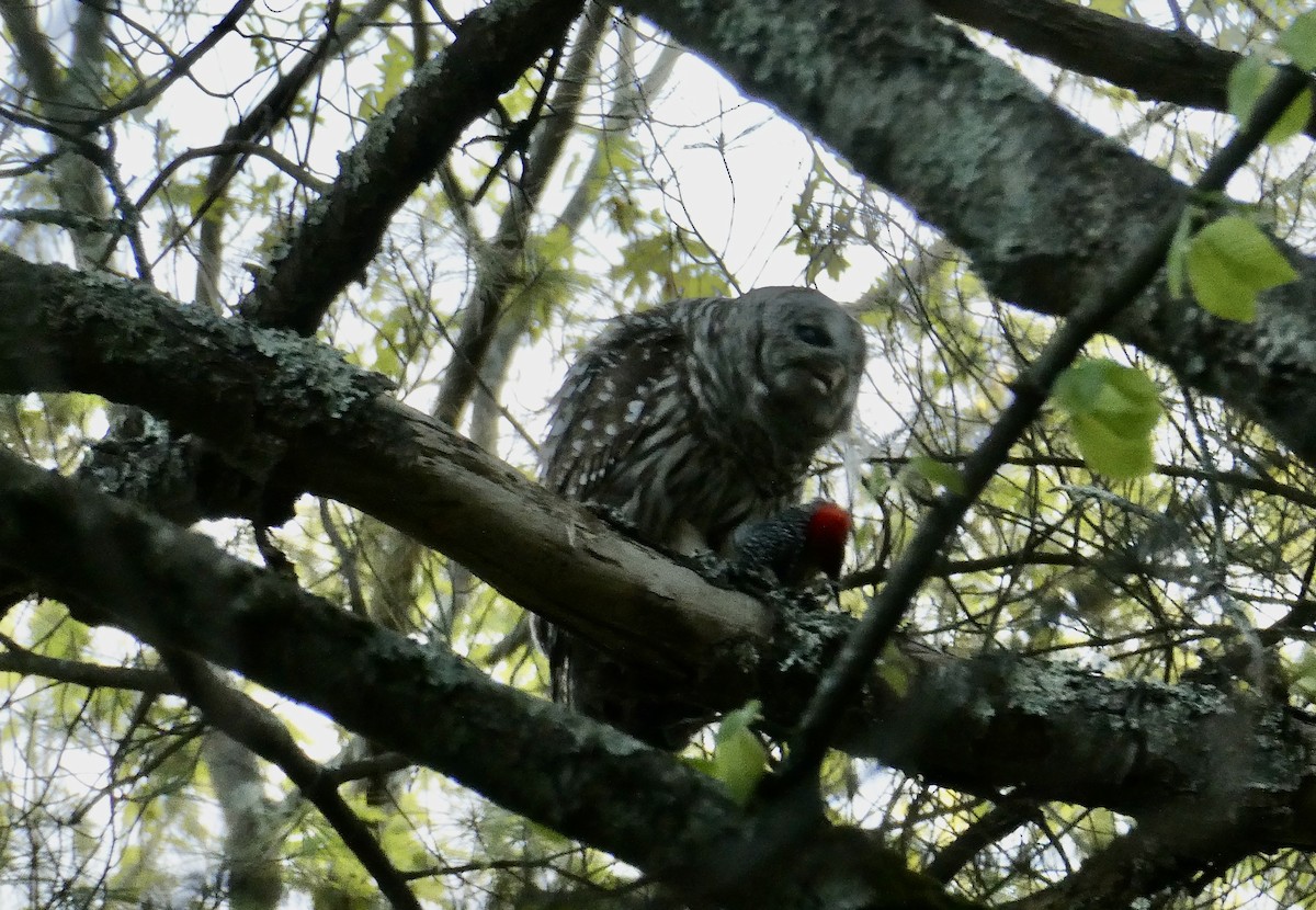 Barred Owl - Ron Schlegel