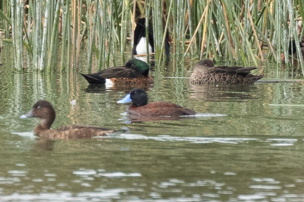 Blue-billed Duck - Eric VanderWerf