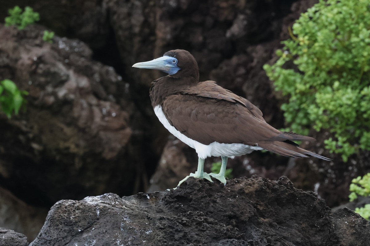 Brown Booby - ML618923501