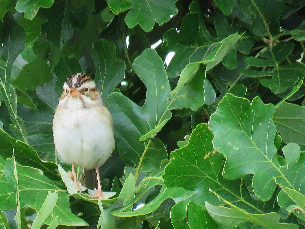 Clay-colored Sparrow - ML61892351