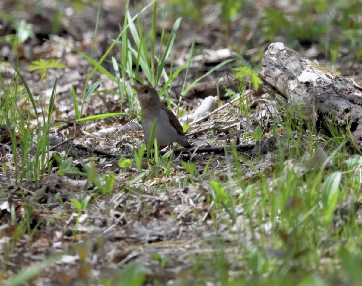 Veery - FELIX-MARIE AFFA'A