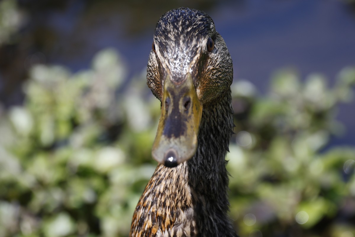 Mallard - Lonny Garris