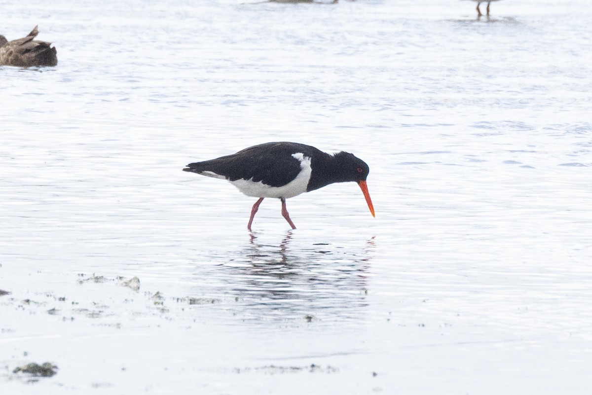 Pied Oystercatcher - Eric VanderWerf