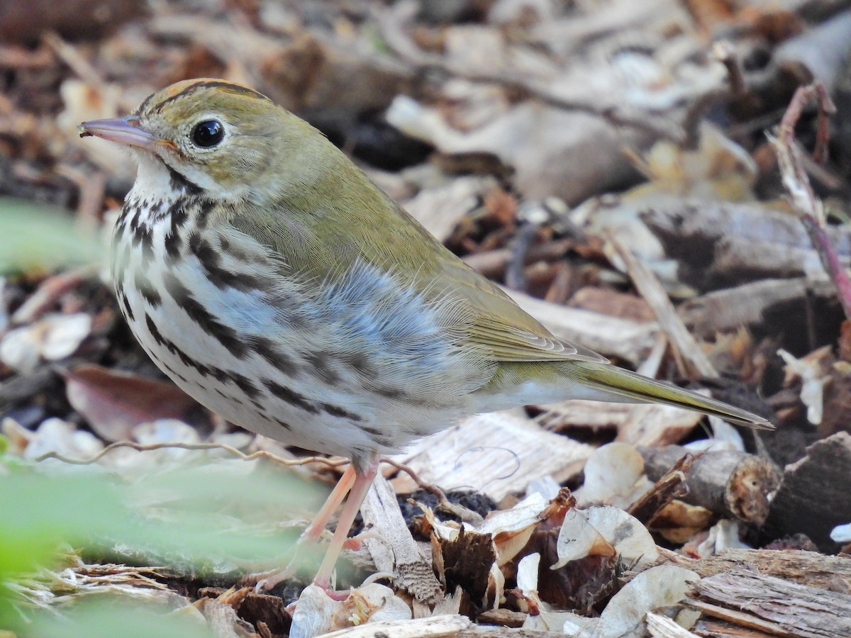 Ovenbird - ML618923530