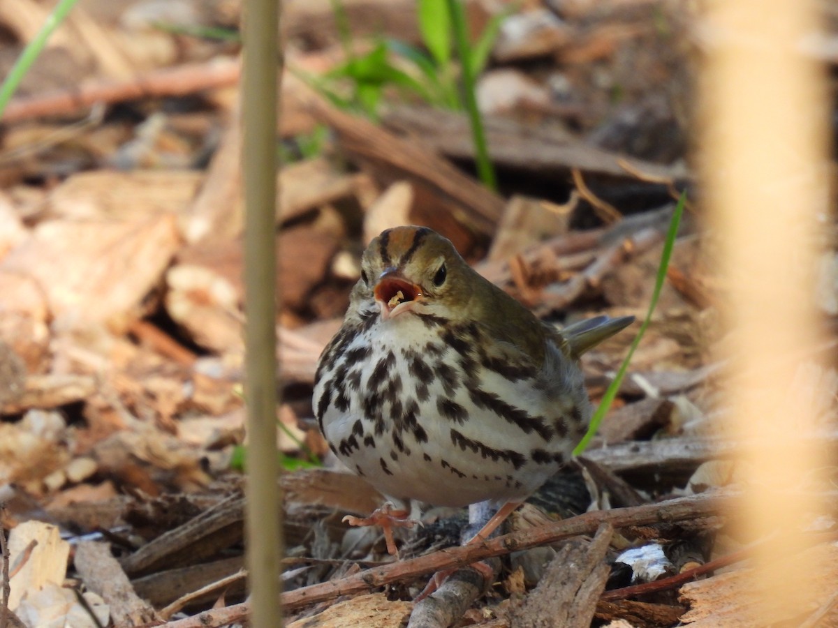 Ovenbird - ML618923531