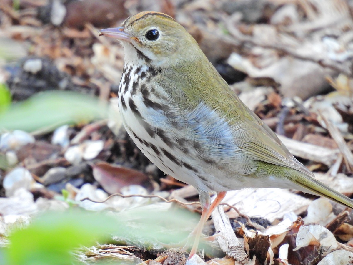 Ovenbird - Julius Marinov