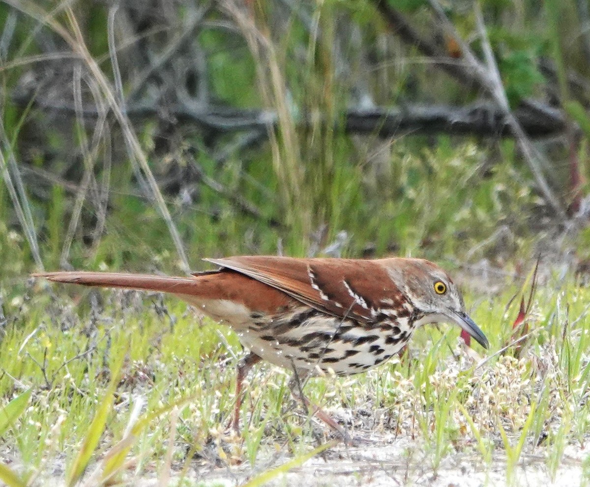 Brown Thrasher - Steve Mayo