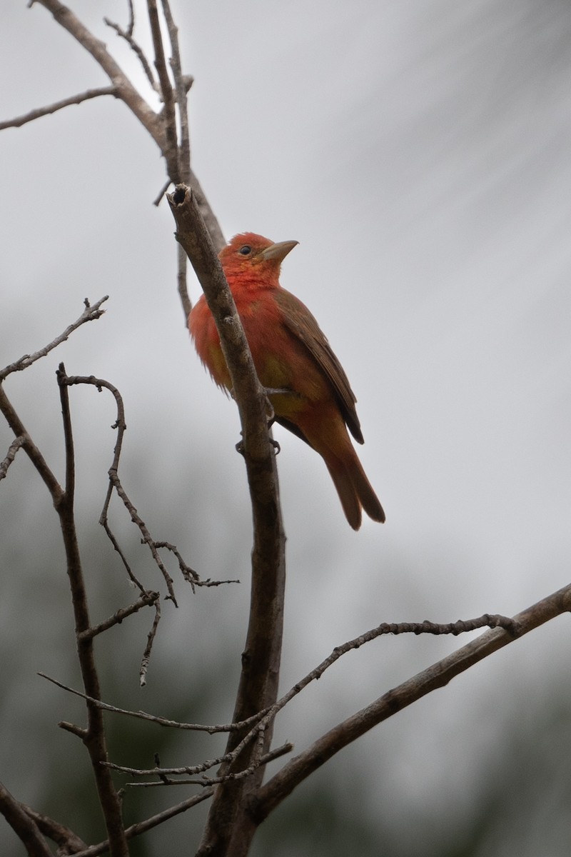 Summer Tanager - Cynthia  Case