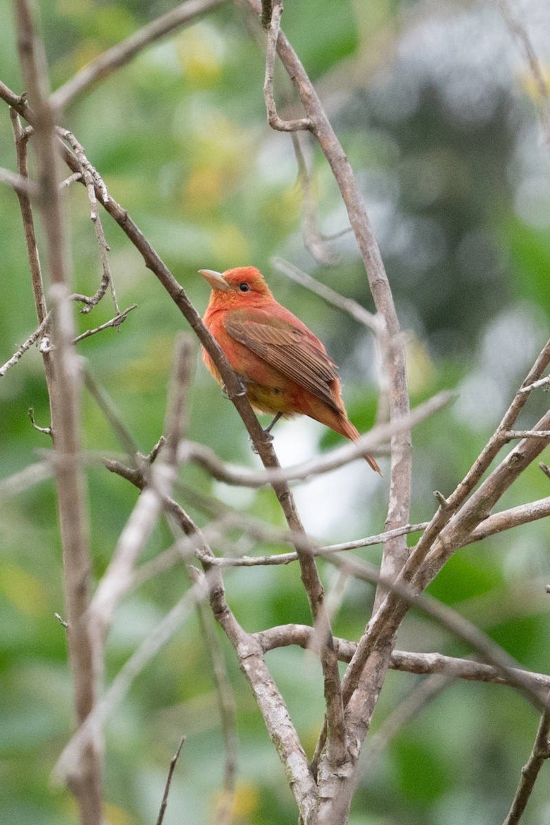 Summer Tanager - Cynthia  Case